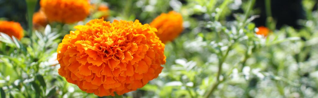 marigold