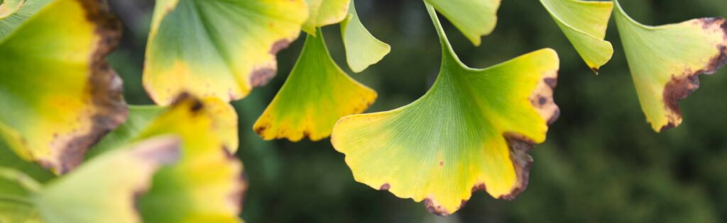 FONA Field Notes banner of ginkgo leaves in fall