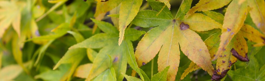 FONA Field Notes banner of maple leaves in fall