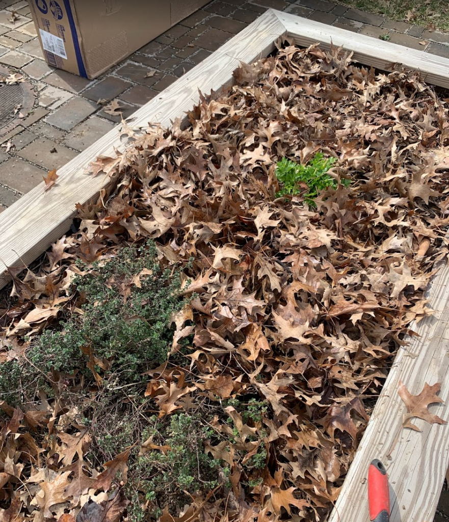 leaf mulch at school garden