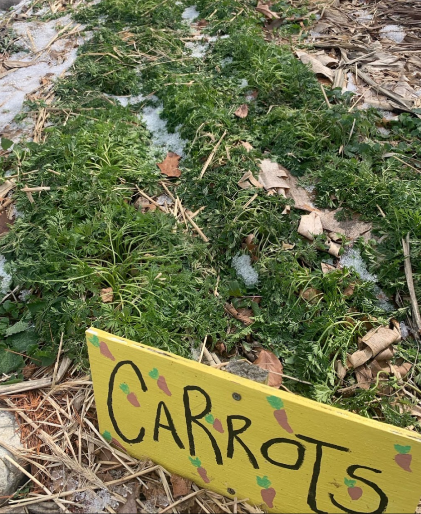 carrots in winter in the washington youth garden