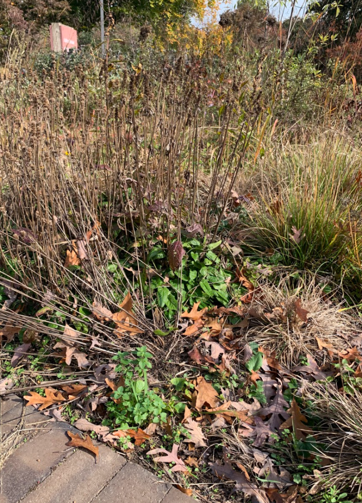 pollinator garden in fall