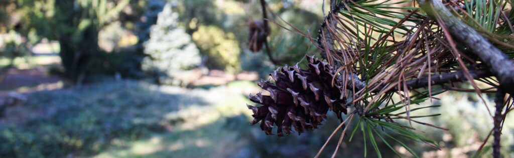 FONA Field Notes banner of pine cones