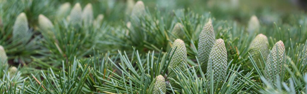 FONA Field Notes banner of cedar cones