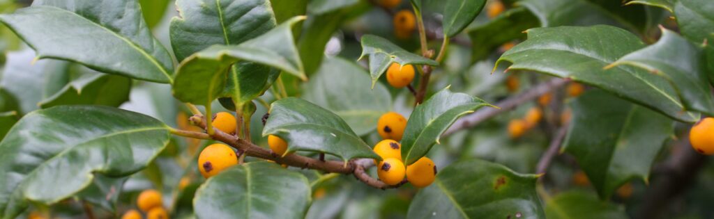 FONA Field Notes banner of holly berries