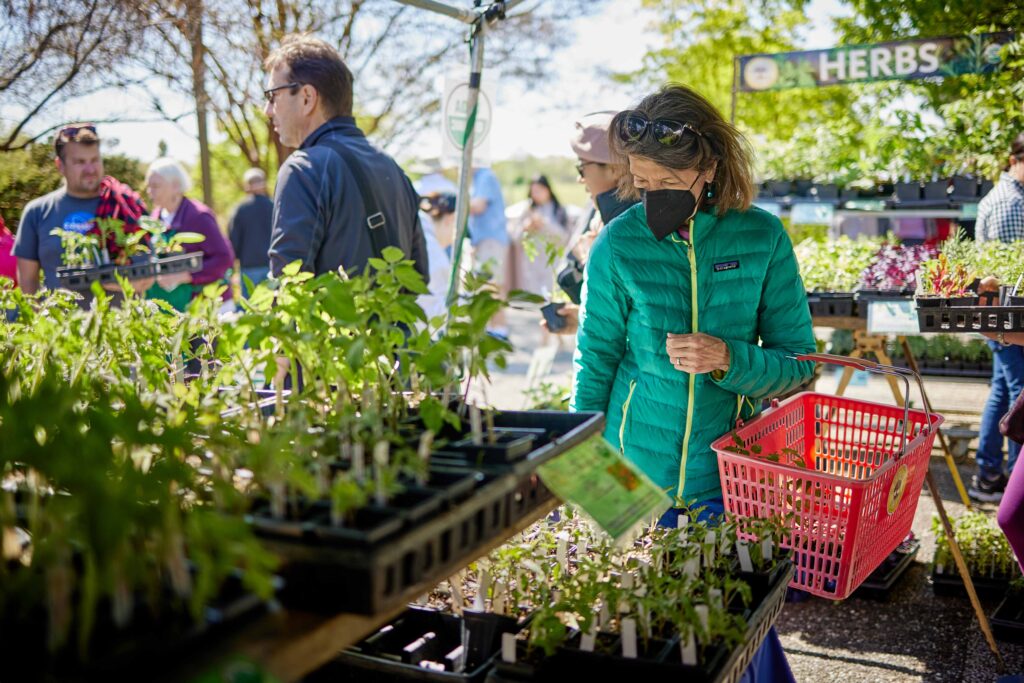 garden fair and plant sale visitor browsing plants