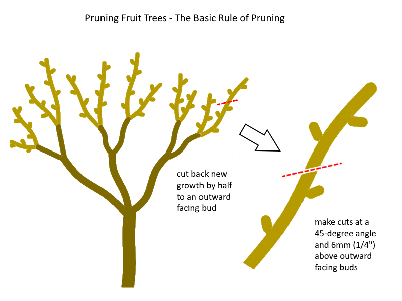 illustration showing how to prune a fruit tree