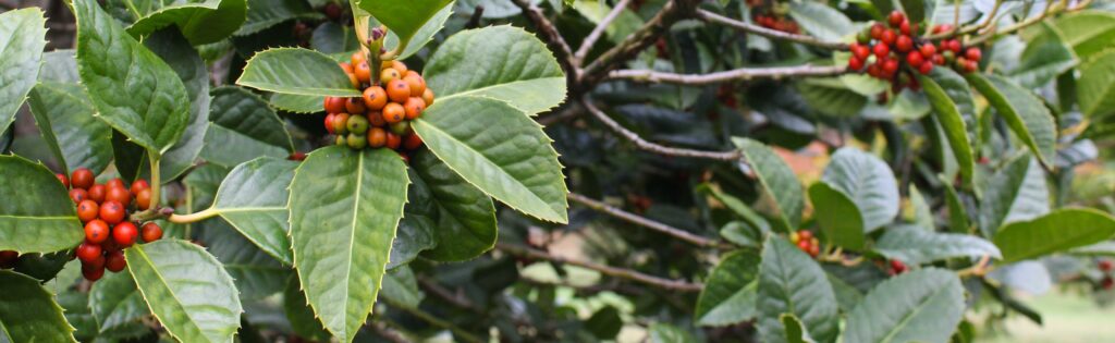 FONA Field Notes banner of holly berries