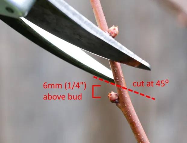 illustration showing how to prune a fruit tree