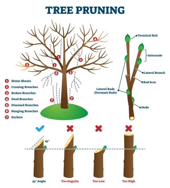 illustration showing how to prune a fruit tree