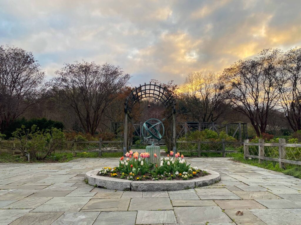 tulips blooming in the national herb garden at sunset