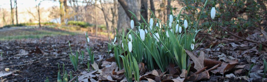 FONA Field Notes banner of snowdrops