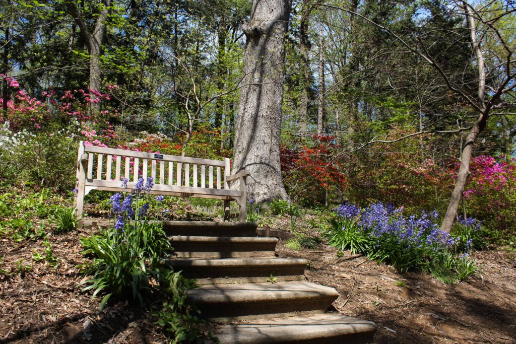 bench in the azalea collections, surrounded by blooming azaleas