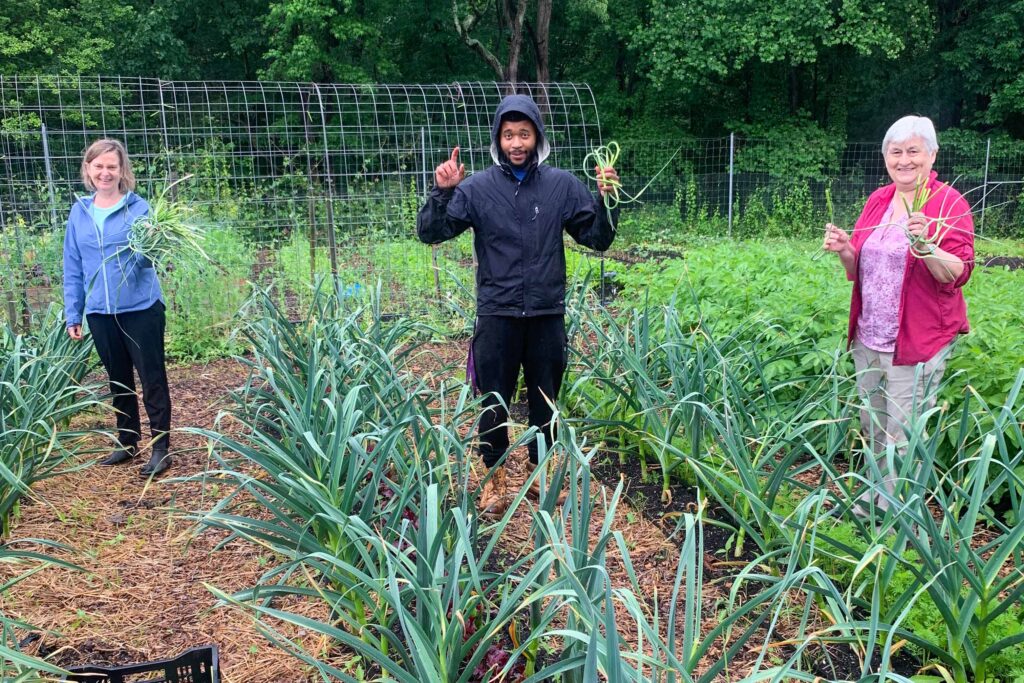 volunteers harvesting garlic scapes in Washington Youth Garden