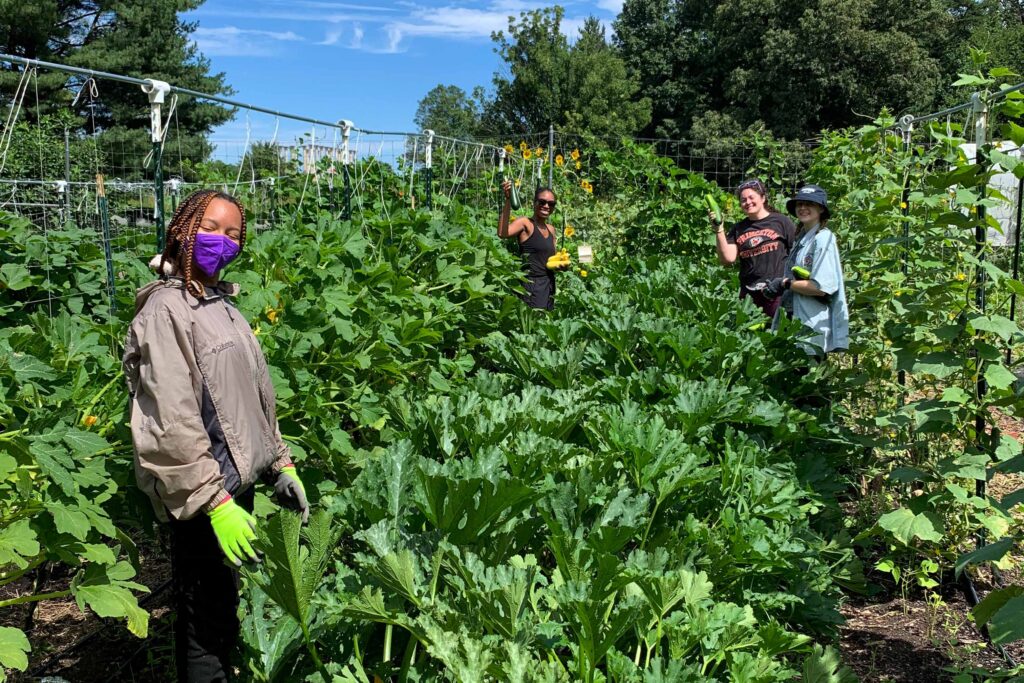 volunteers harvesting produce in Washington Youth Garden