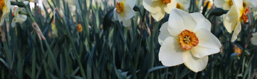FONA Field Notes banner of daffodils