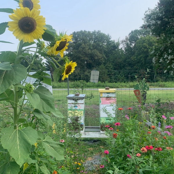 bee hives and sunflowers in washington youth garden