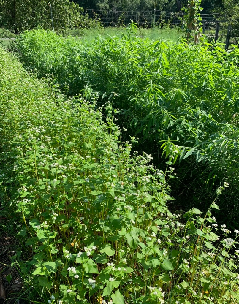 buckweat and sunhemp in washington youth garden