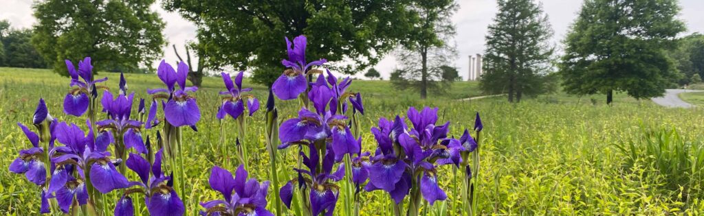 FONA Field Notes banner of irises in the meadow