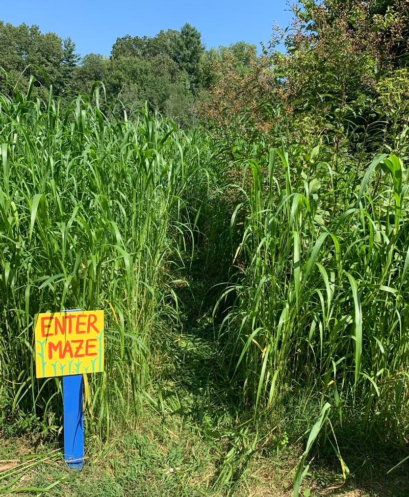 sudangrass maze in washington youth garden