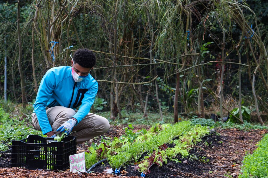 Green Ambassador harvesting lettuce in the Washington Youth Garden