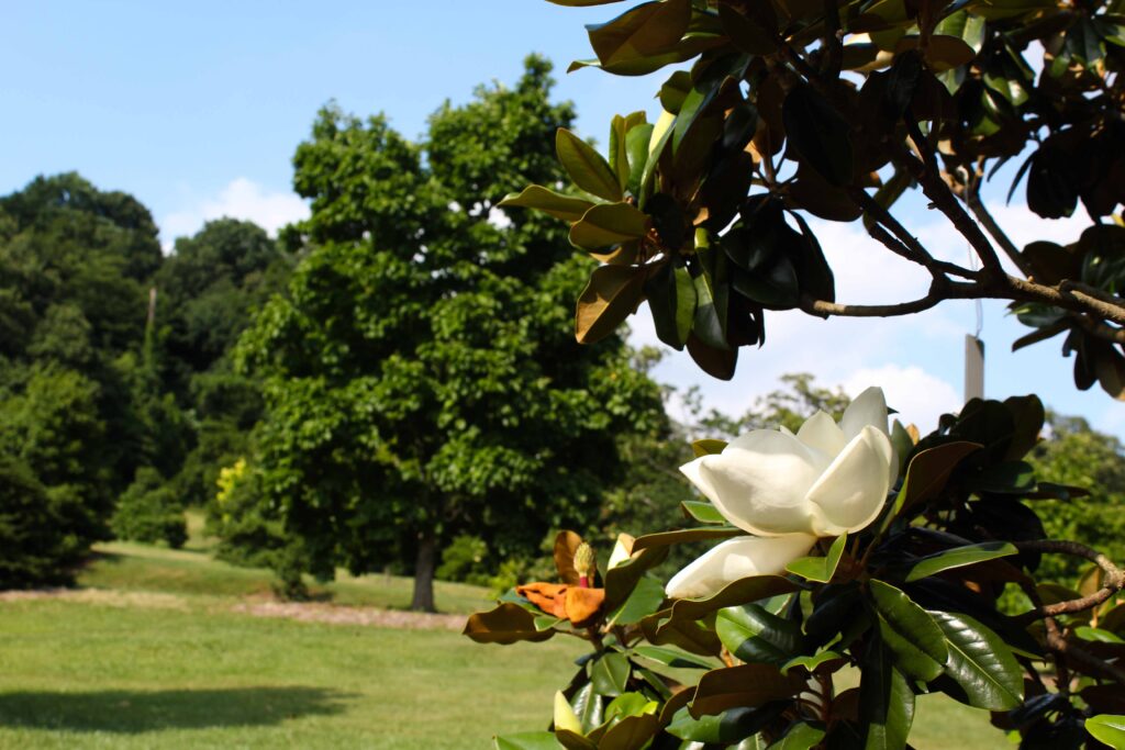 blooming southern magnolia in holly magnolia collection