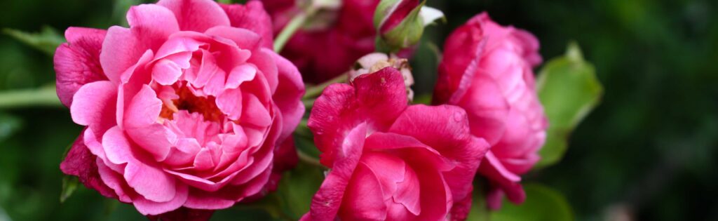 FONA Field Notes banner of roses
