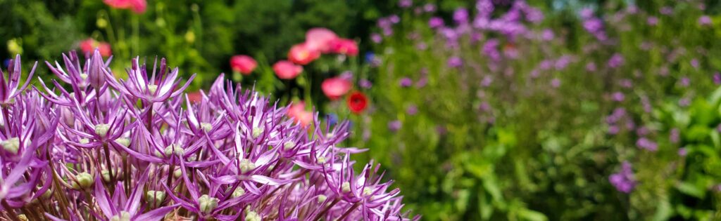 FONA Field Notes banner of allium flowers