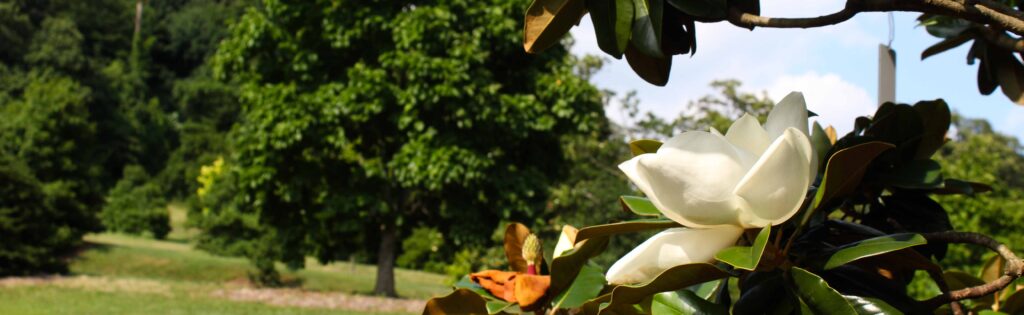 southern magnolia flower blooming in the holly and magnolia collection