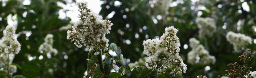 white crapemyrtle flowers as the newsletter banner