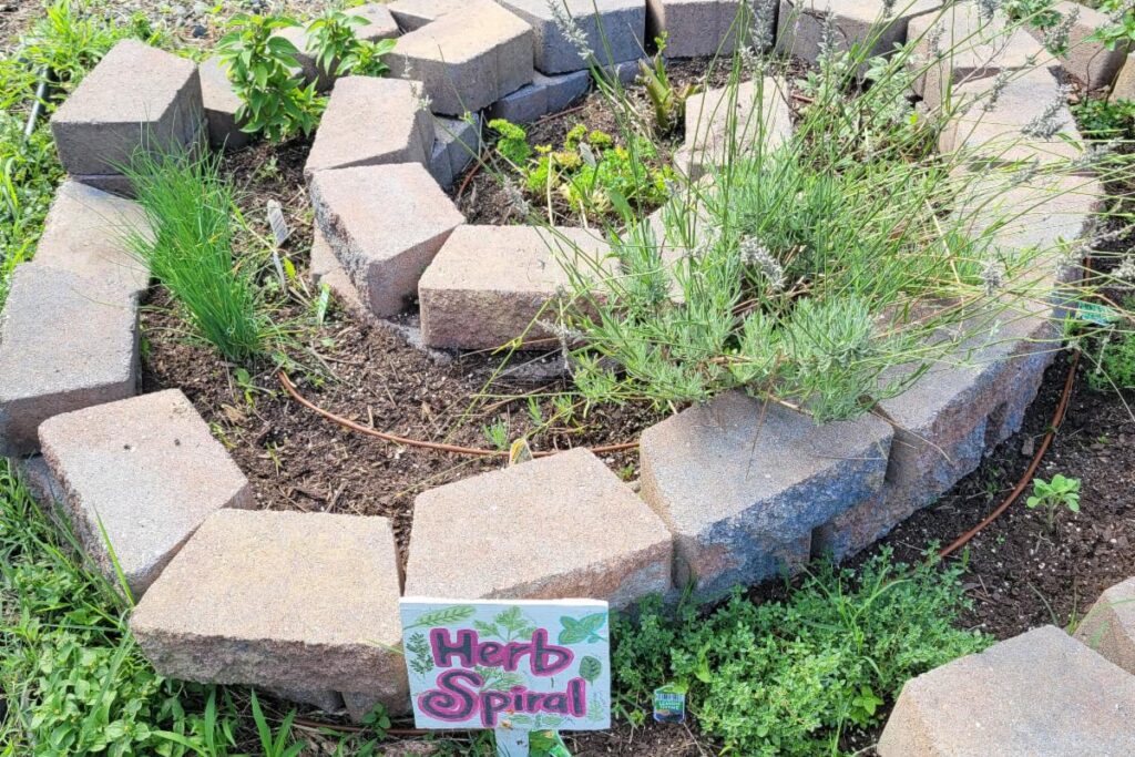 Herb spiral in a partner school garden