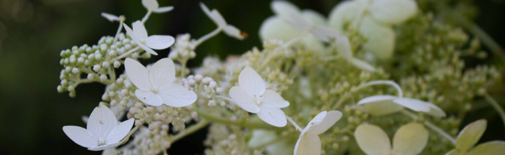 flowering hydrangea, used as a newsletter banner