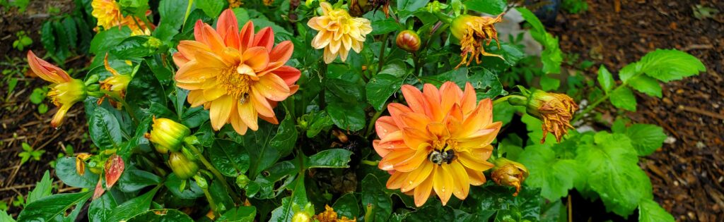 dahlias flowering, formatted for a newsletter banner