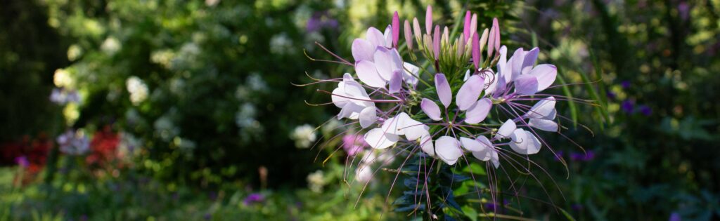 fall flowers in the dogwood collection, used as a newsletter banner