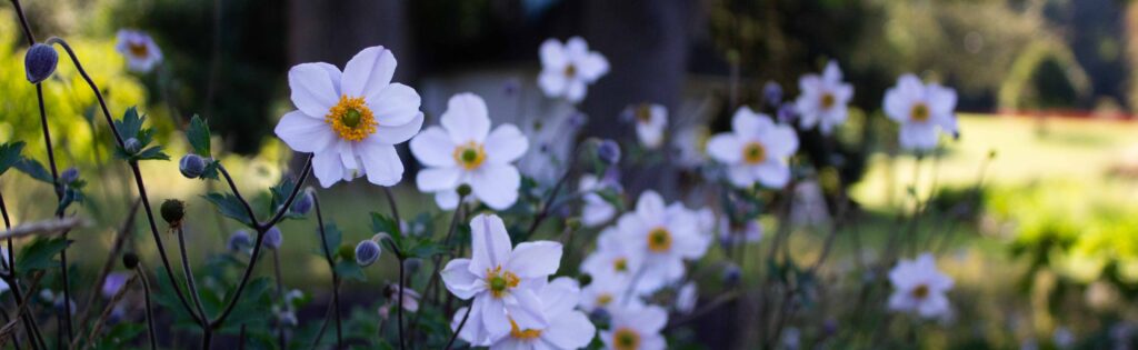 fall flowers in the friendship garden, used as a newsletter banner