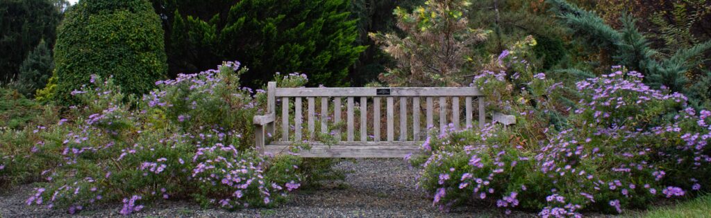 bench in the gotelli conifer collection surrounded by fall blooming flowers, formatted for newsletter