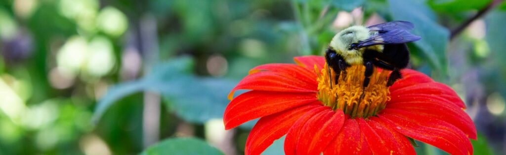 bee on a flower in the washington youth garden