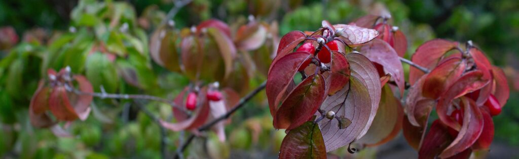 cornellian dogwood fruits in fall, formatted as a newsletter banner