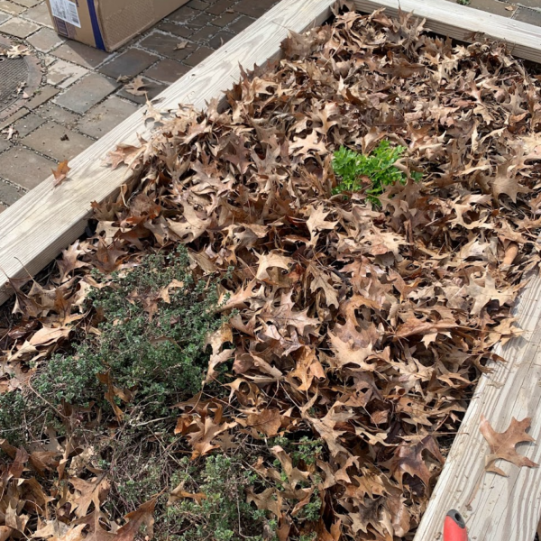 leaves as mulch in raised beds