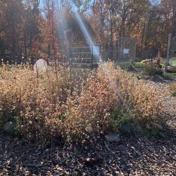 dried flowers in the Washington Youth Garden