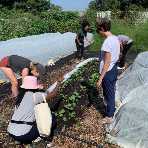 Example of row cover in the Washington Youth Garden