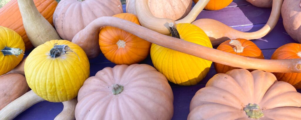 assortment of pumpkins harvested from the washington youth garden