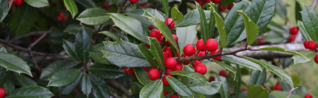 holly berries in winter formatted as a newsletter banner