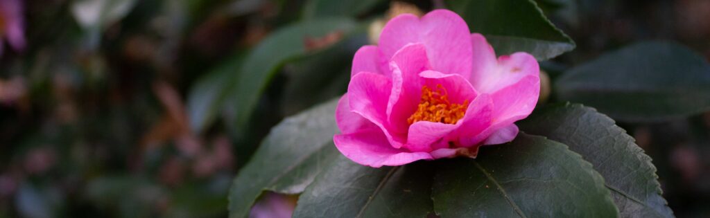 camellia flowering in the asian collections