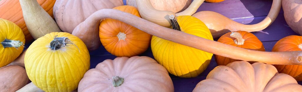 pumpkins grown from the washington youth garden