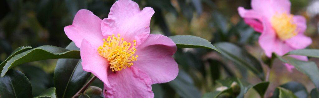 camellia growing in the national bonsai and penjing museum