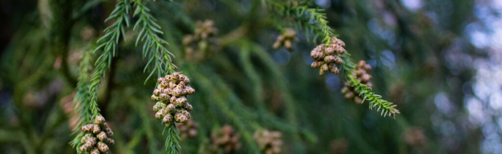 conifer cones formatted as a newsletter banner