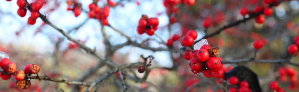 holly berries in winter