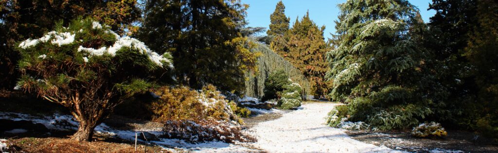 Gotelli conifer collection in snow