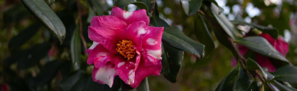 winter blooming camellia in the asian collections